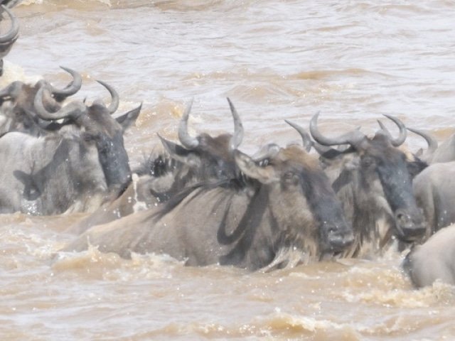 Great Wildebeest Migration