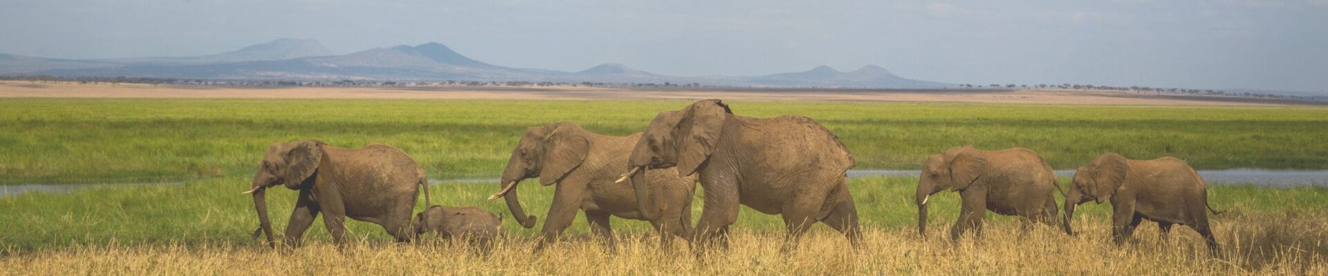 African Safari Travel Insurance