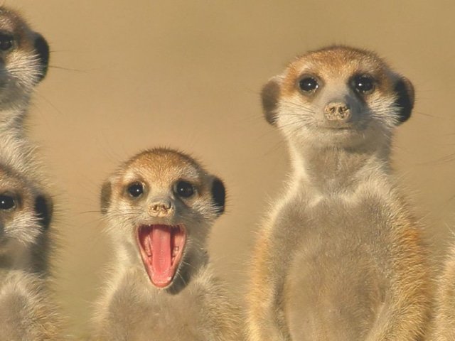 What to take on Safari
