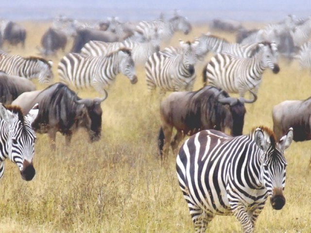 Where to go on Safari