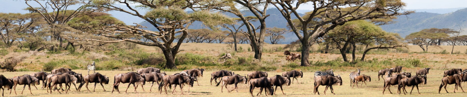 Reopening Africa’s borders for tourism