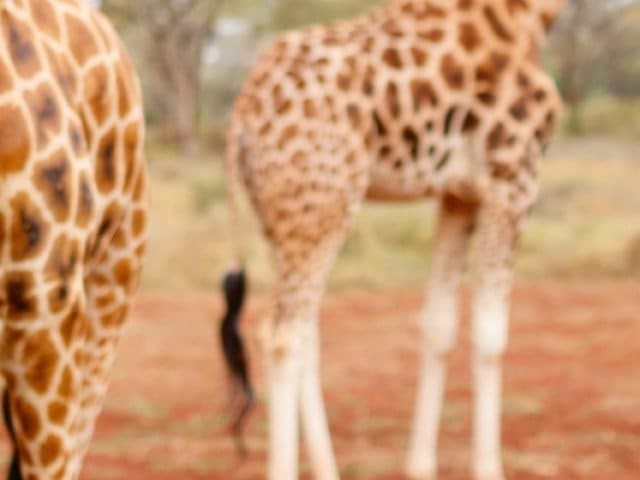 Family Safari