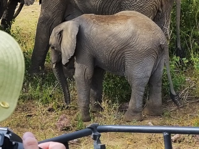 Family Safari