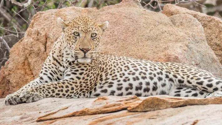 Where to go on your first African safari?