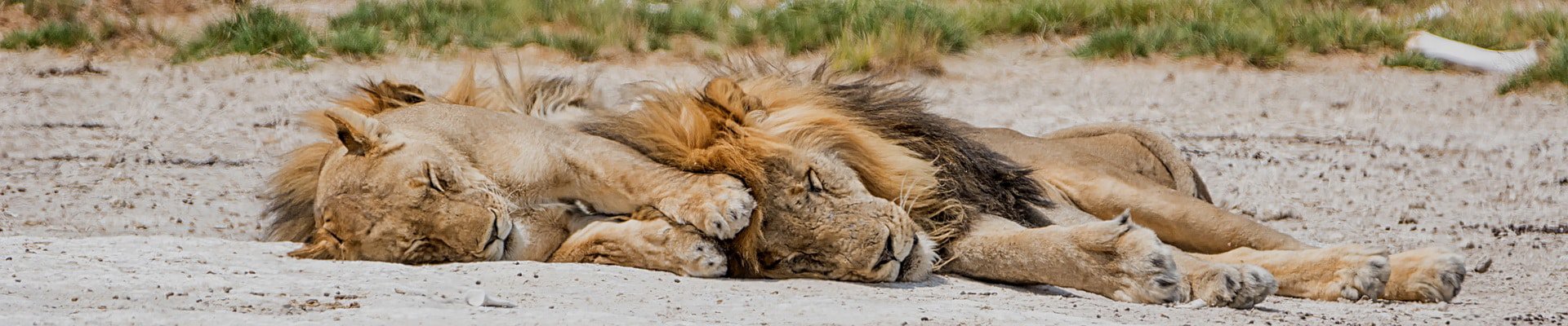 Kings of the jungle get quite a bit of shut-eye!