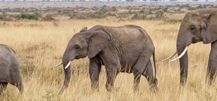 Elephant Tracking