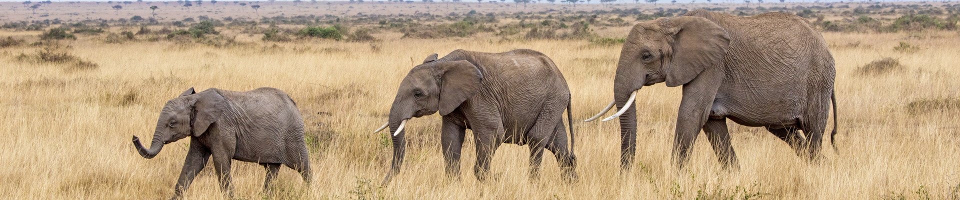 Elephant Tracking