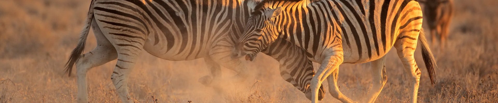 Where to go on an African safari in March?