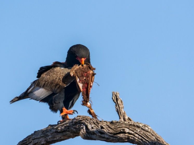 Bateleur Eagle Bateleur Eagle