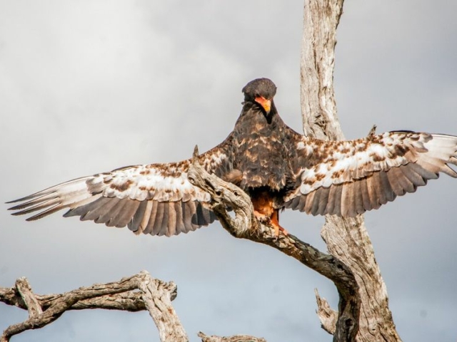 Bateleur Eagle Bateleur Eagle