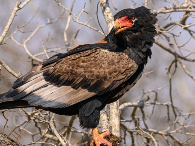 Bateleur Eagle Bateleur Eagle