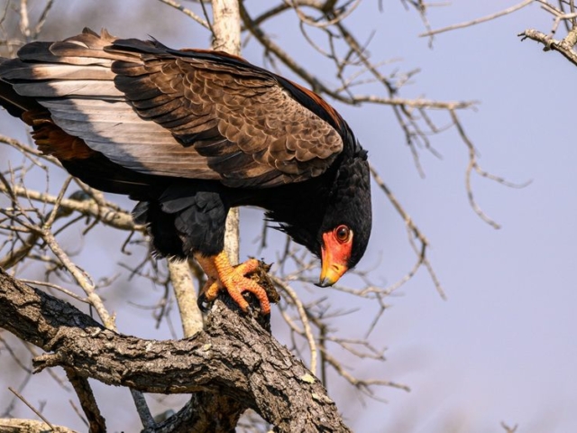 Bateleur Eagle Bateleur Eagle