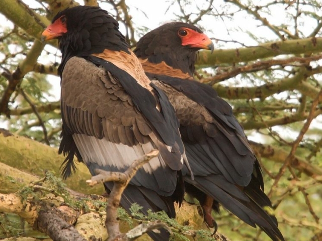 Bateleur Eagle Bateleur Eagle