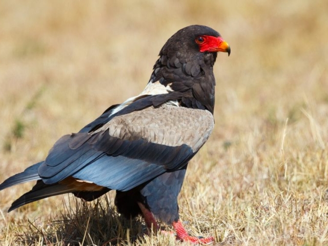 Bateleur Eagle Bateleur Eagle