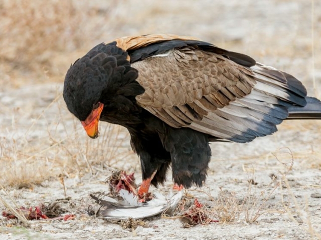 Bateleur Eagle Bateleur Eagle