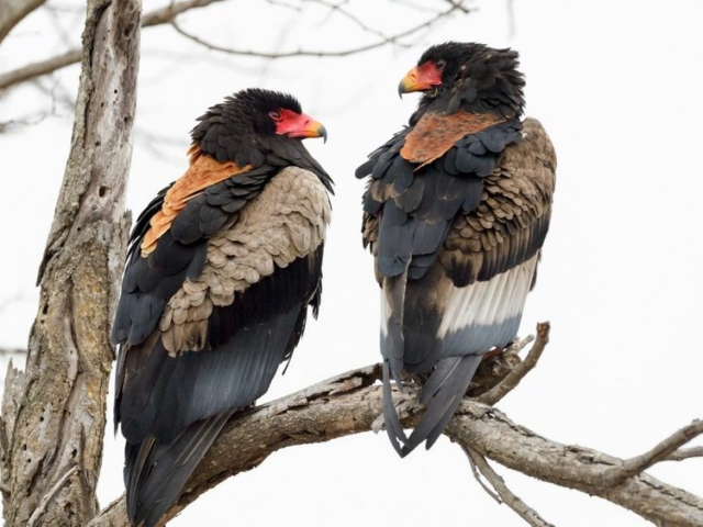 Bateleur Eagle Bateleur Eagle