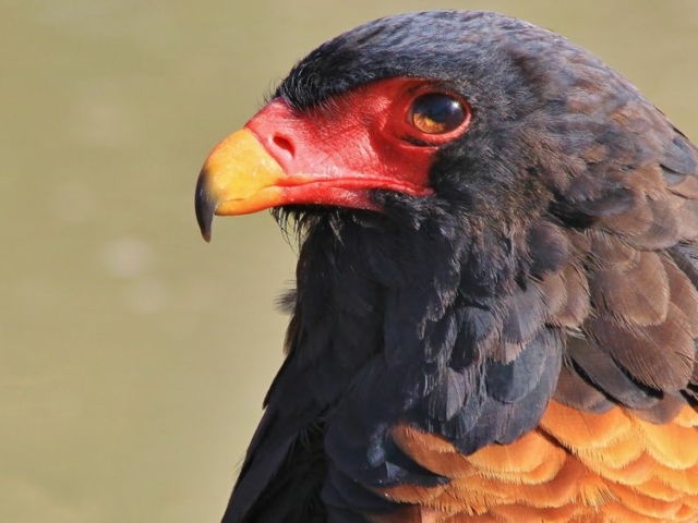 Bateleur Eagle Bateleur Eagle
