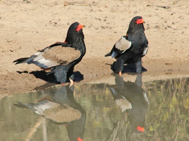 Bateleur Eagle Bateleur Eagle