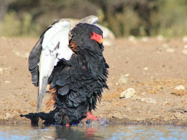 Bateleur Eagle Bateleur Eagle