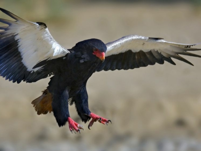 Bateleur Eagle Bateleur Eagle