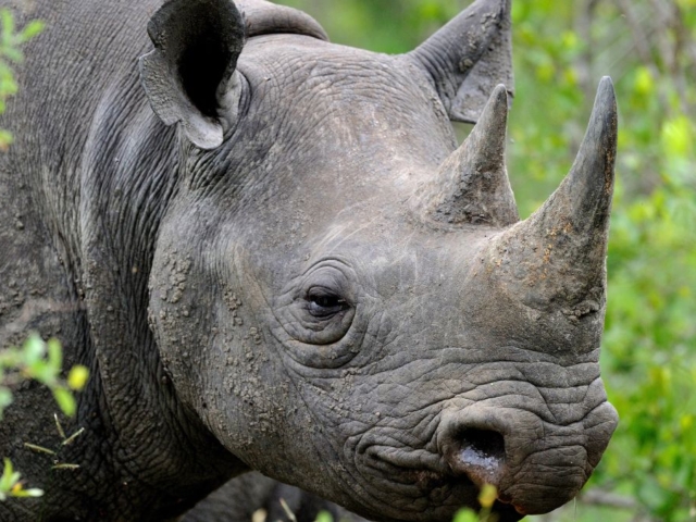 Black-Rhino-1-4