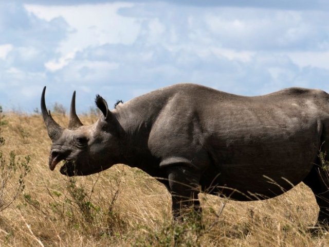 Black-Rhino-2-4
