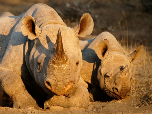 Black-Rhino-3-3