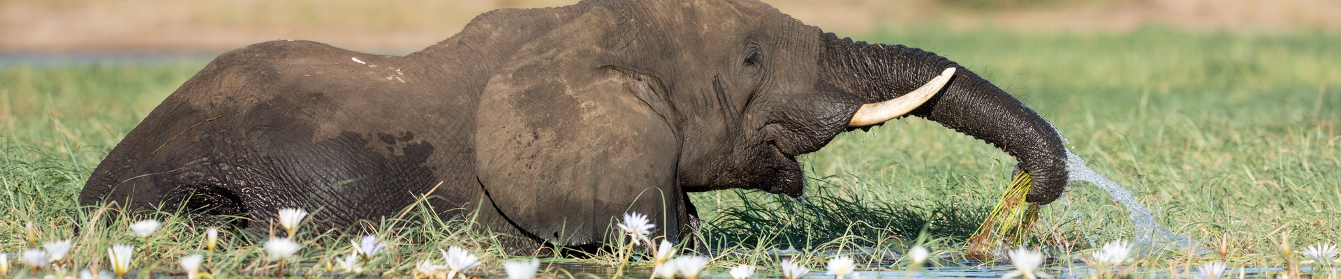 Elephants eating lilies on the Chobe River