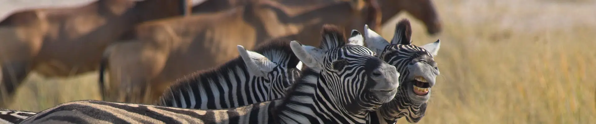 Safari Speak: Learning the Lingo