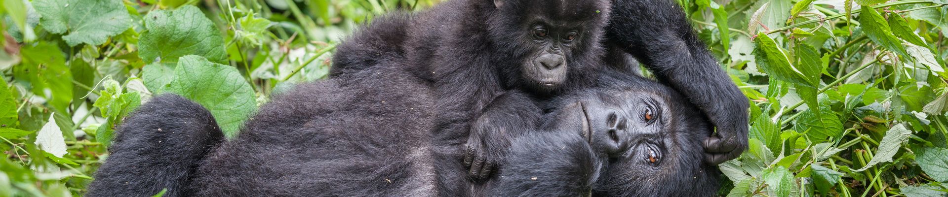 Gorilla Trekking - Uganda vs Rwanda