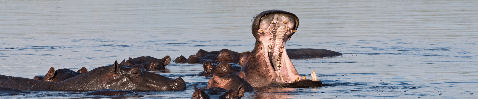 Which Animal has the Loudest ROAR? - The National Wildlife Federation Blog