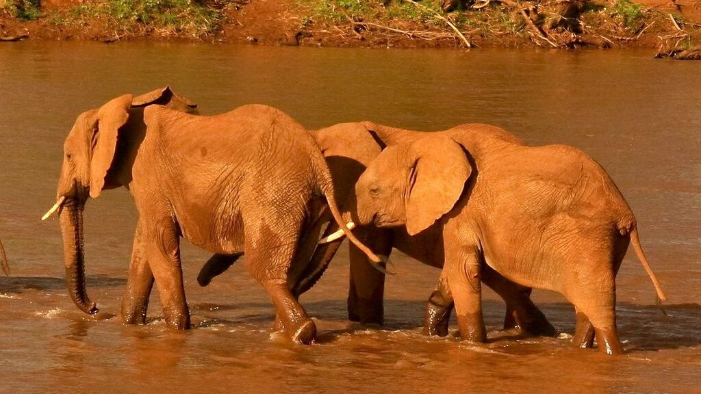 Best time for an African Safari