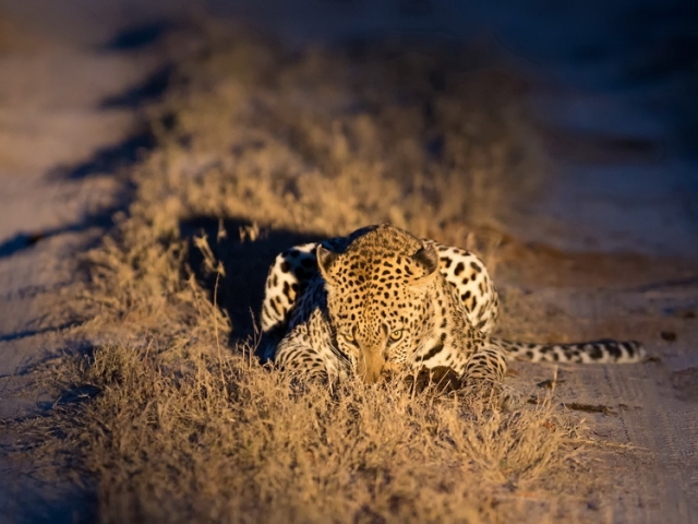 Female leopard walking in nature at night in darkness
