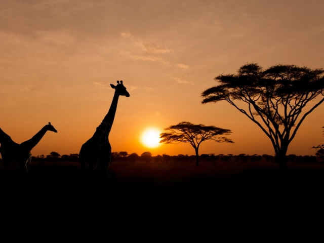 Setting sun with silhouettes of Giraffes