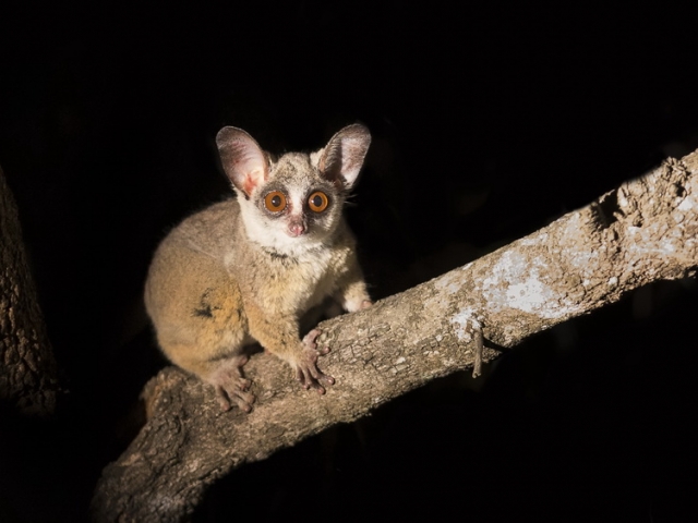 Bushbaby