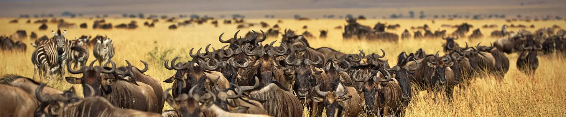 A guide to wildlife areas in Kenya