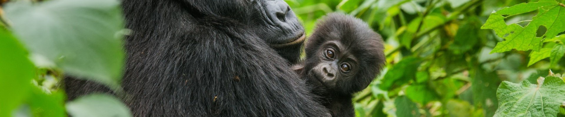 Gorilla Trekking in Uganda