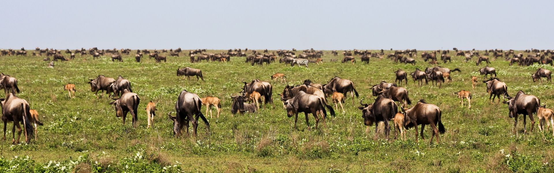The Great Migration of WIldebeests in Serengeti National Park, Tanzania.