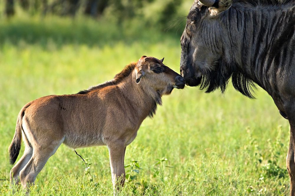 Where to go on an African safari in February?