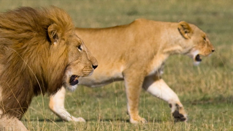 The Last Lions of Africa