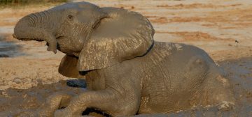 Why do elephants mud bath?
