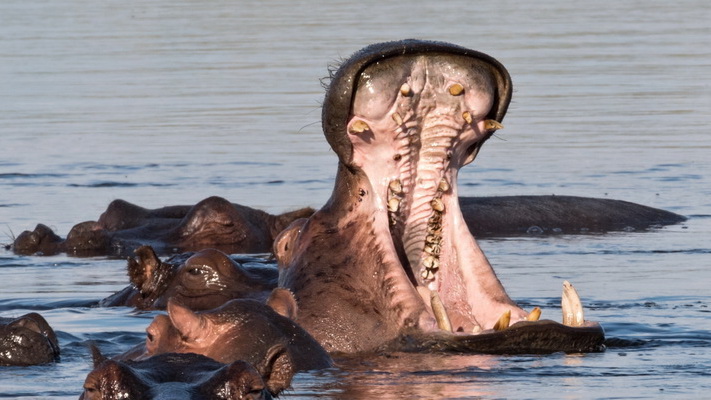 Why do hippos yawn?