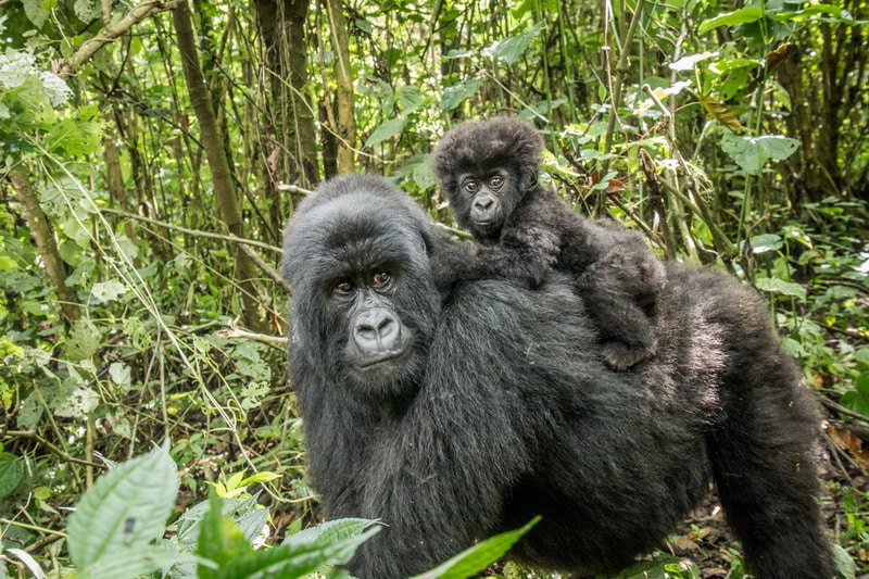 Baby gorillas playing in Rwanda