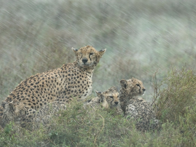 Cheetahs in heavy rain, Serengeti, Tanzania Cheetahs in heavy rain, Serengeti, Tanzania