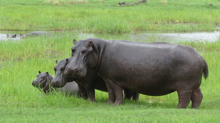 Botswana Travel and Tourism Expo