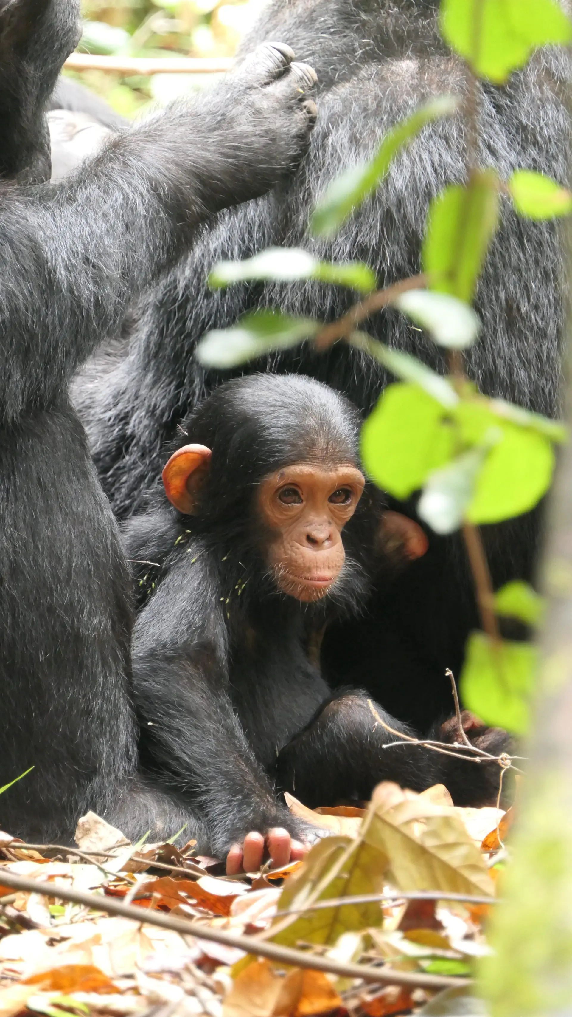Best Places To See Chimpanzees in The Wild - African Safaris Ltd
