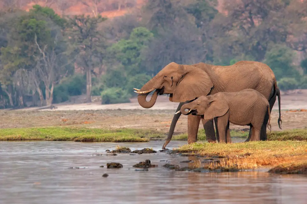 8-day  Golden Safari Expedition
