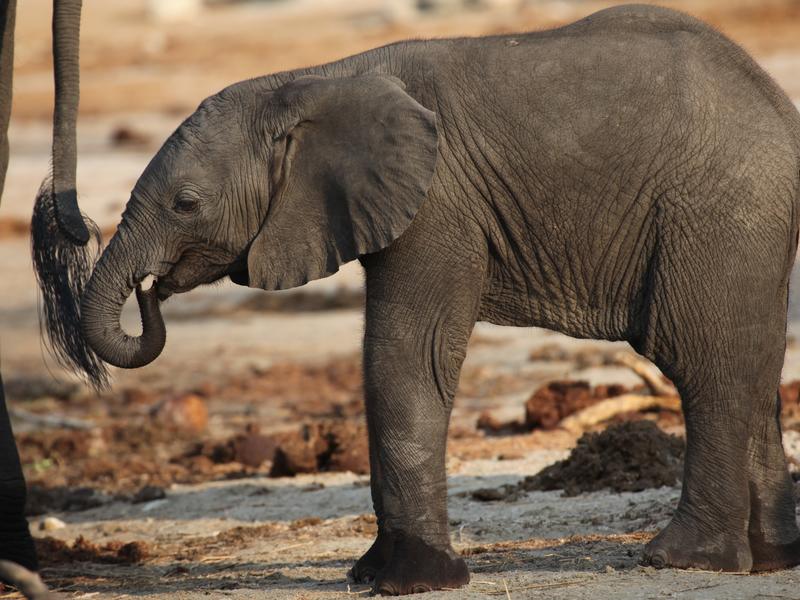 11-day Classic Botswana Adventure