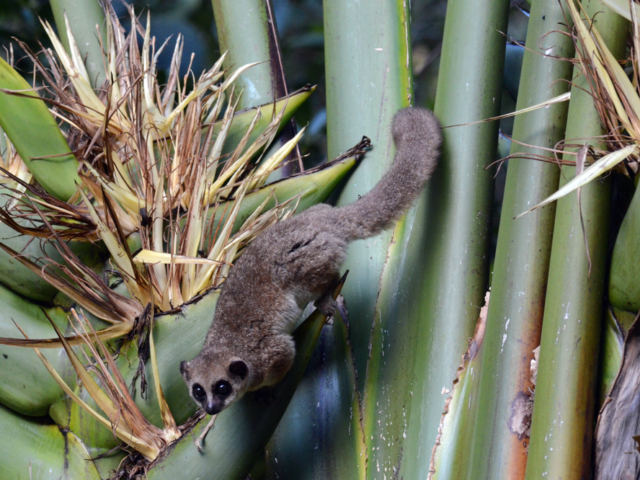 Crossley's Dwarf Lemur Crossley's Dwarf Lemur