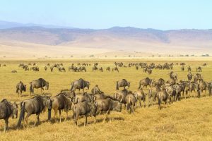 Tanzania Tanzania